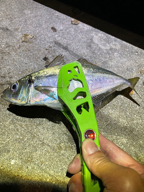 姫路離島 ２０２１年のアジングは絶望的 ２０２１年 ９