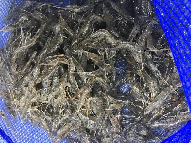 ヒイカを釣ろう 餌仕掛け エギングのタックルと釣り方を解説