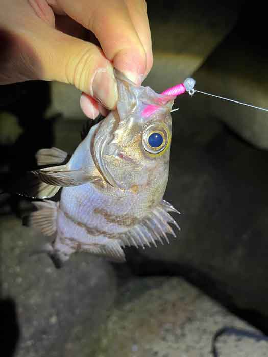 姫路メバリング 久々のポイントで激渋ながらアミパターン最強ワームが効く ２０２２ ７ ザルツblog