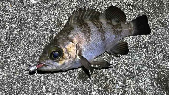 姫路メバリング 久々のポイントで激渋ながらアミパターン最強ワームが効く ２０２２ ７ ザルツblog