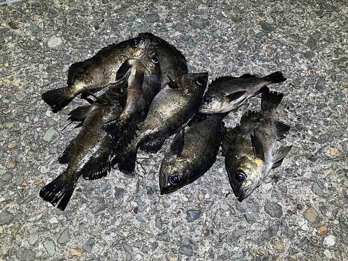 日本海のメバルはタイミング次第 ブルーバックメインで良く釣れる ２０２１ １０ ザルツblog