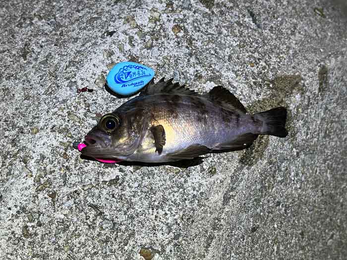 海ルアー釣り道具の最新情報配信と釣りテクニックを分かり易く解説