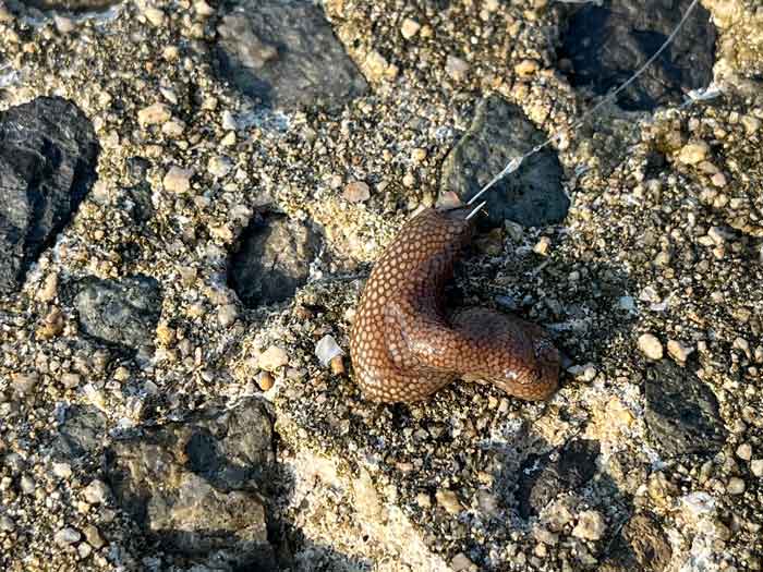 海の気持ち悪い生き物 エギングやキス釣りで引っ掛かるけど触るな危険