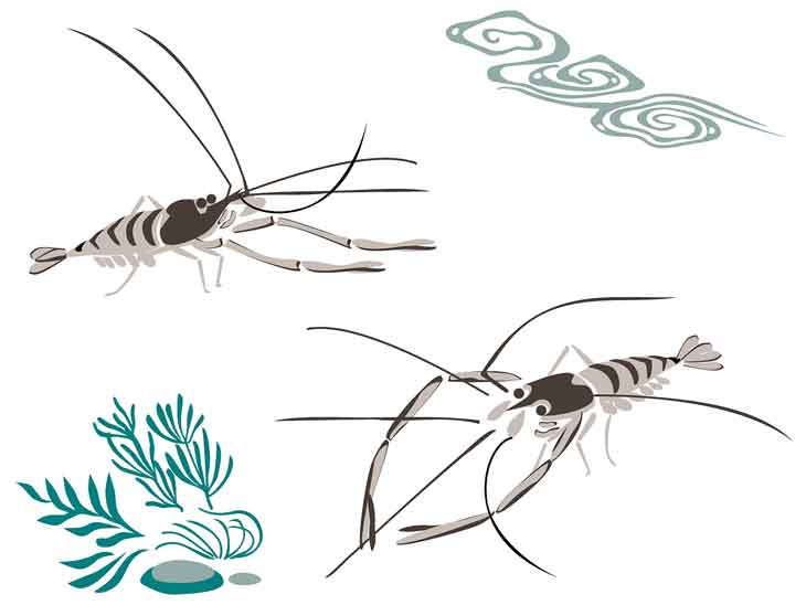 手長エビ ウキ釣り仕掛けで簡単 楽しい 美味しい 2022 1 手長エビ ウキ釣り仕掛けで簡単 楽しい 美味しい 2022 1