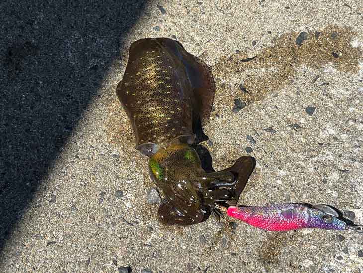 日本海 兵庫 鳥取で秋アオリイカのエギング絶好調 今年はアタリ年 ２０２２ ２