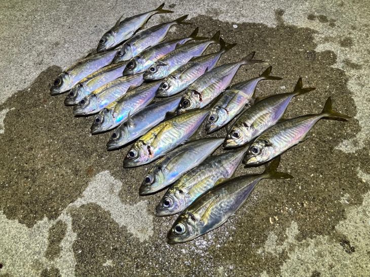 離島でエギング、アジングしてきた 