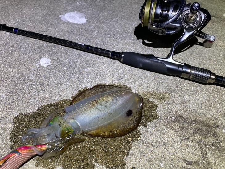 エギングロッドのおすすめ｜コスパに優れた初心者向けと上級者向け  