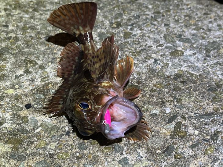 ガシラ(カサゴ)の釣り方|いつも反応が良くて手軽に楽しめる釣り!