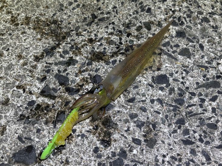 ヤリイカ