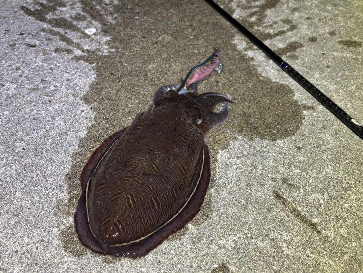 モンゴウイカ
