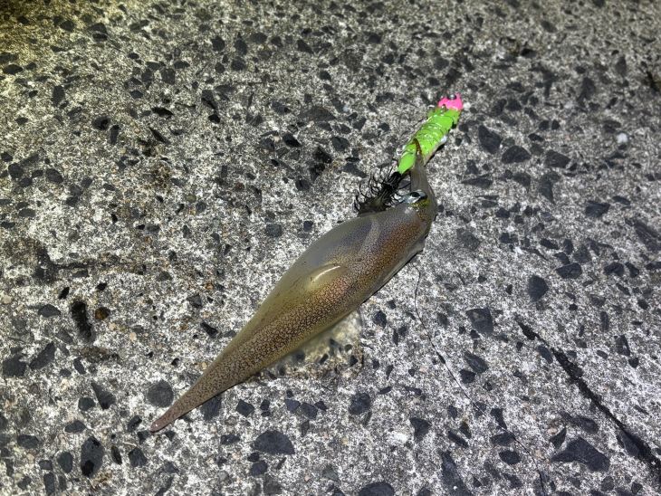 ヤリイカ