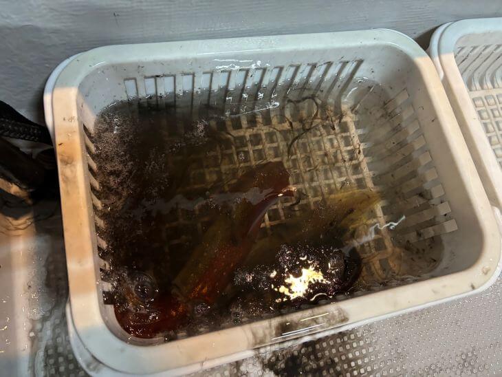 シロイカ