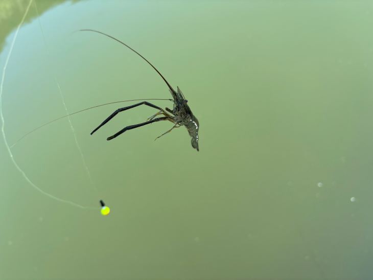 テナガエビ