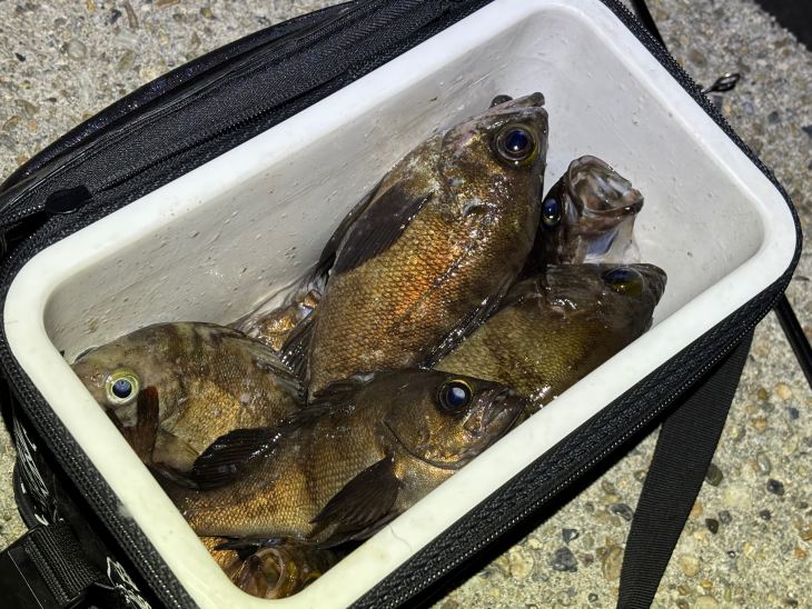メバル釣果