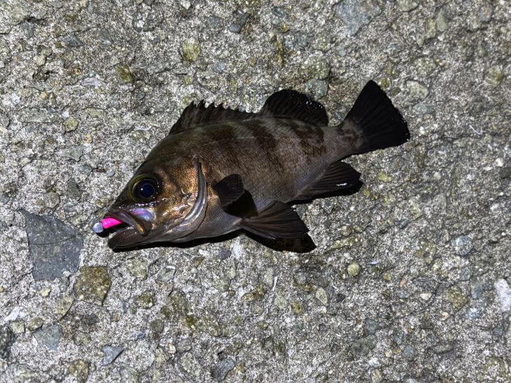 メバル
