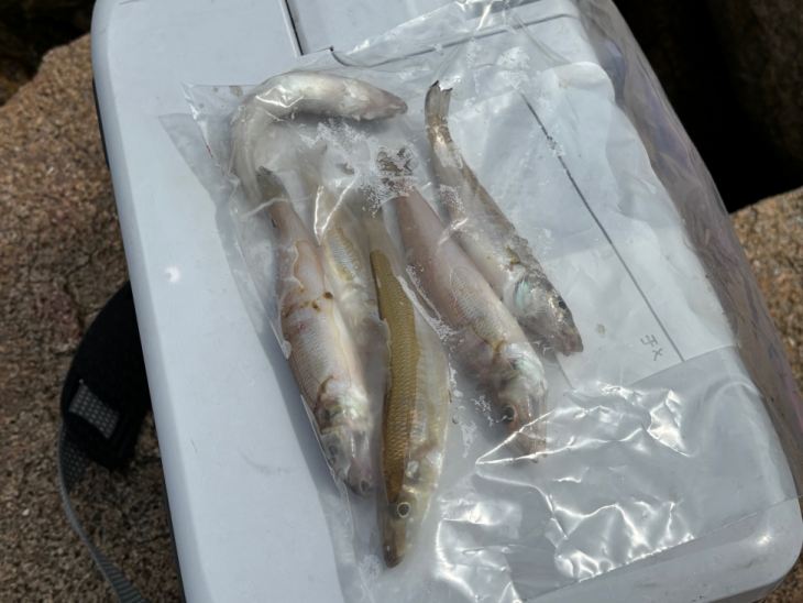 キス釣果