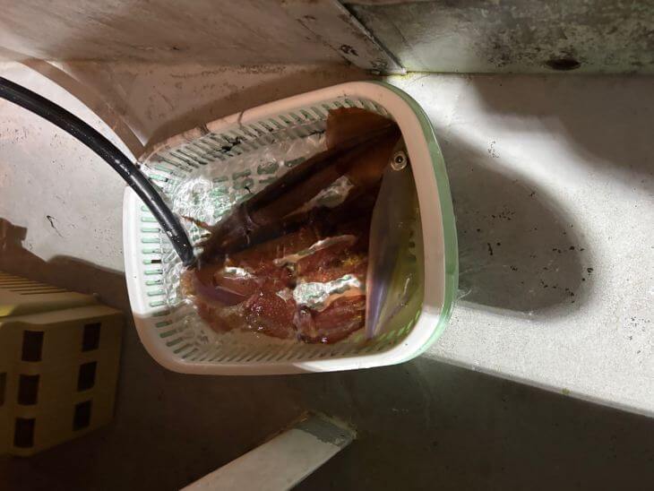 イカ釣果