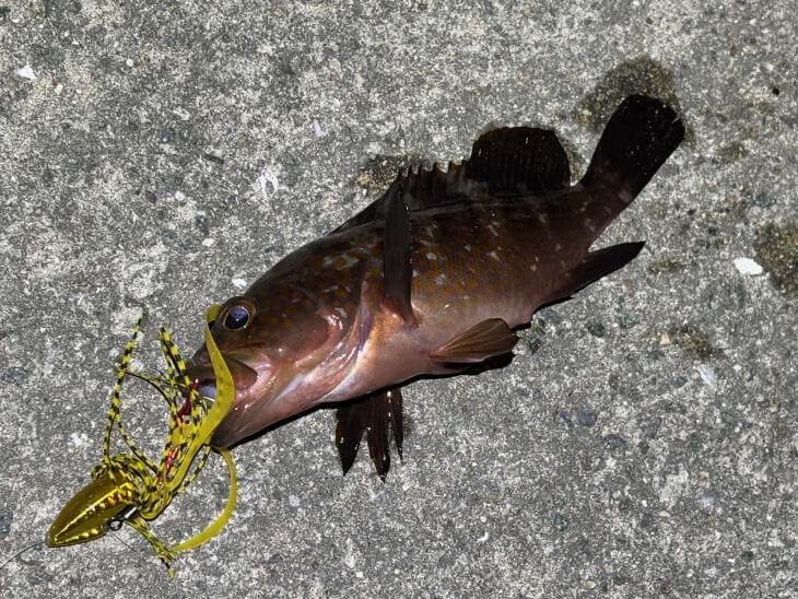 アコウ