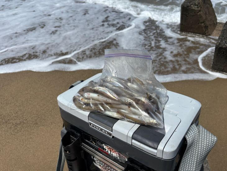 キス釣果