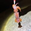 ケンサキイカ