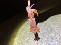 ケンサキイカ