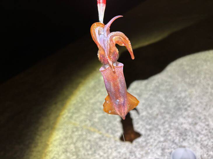 ケンサキイカ