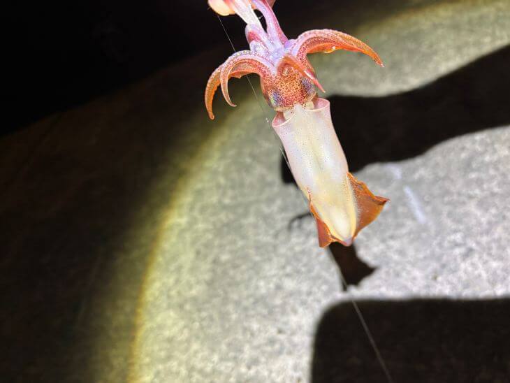 ケンサキイカ