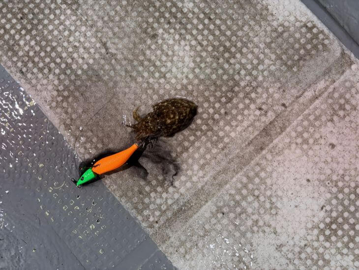 コウイカ