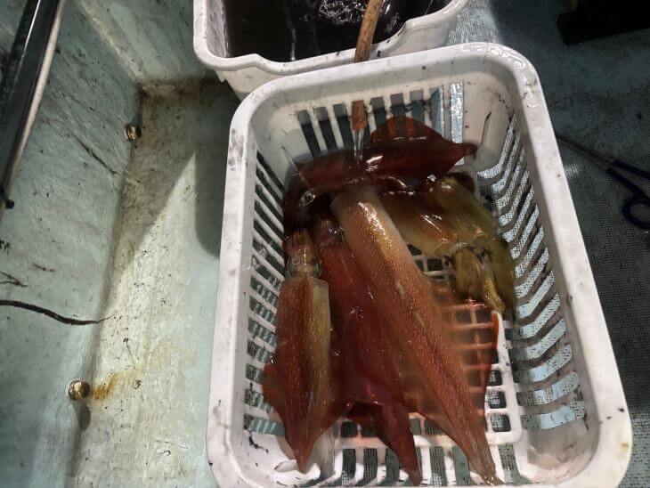 シロイカ