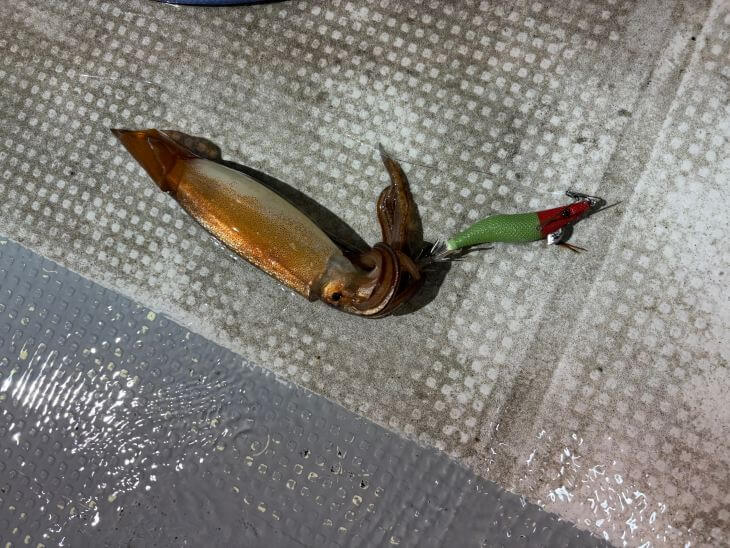 スルメイカ