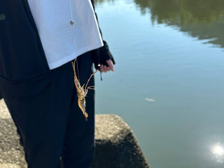 テナガエビ