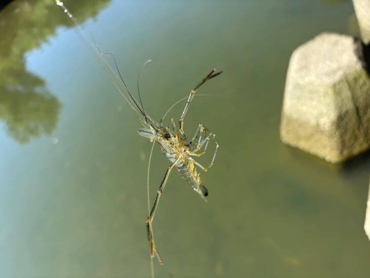 テナガエビ
