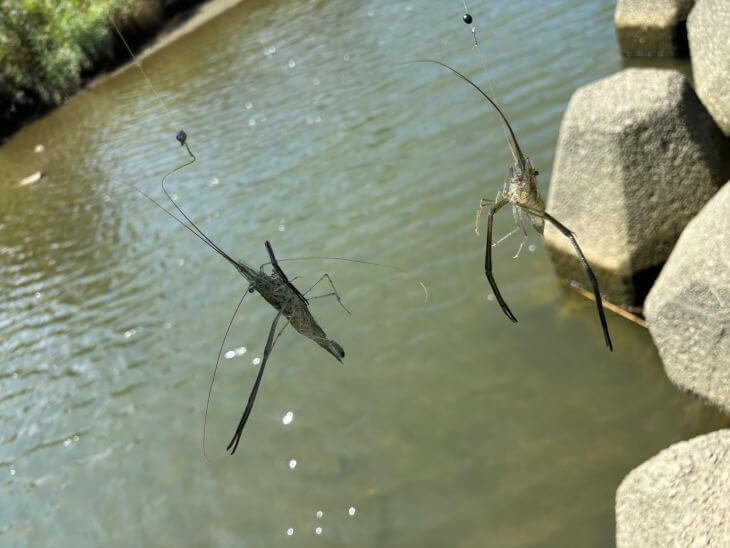 テナガエビ