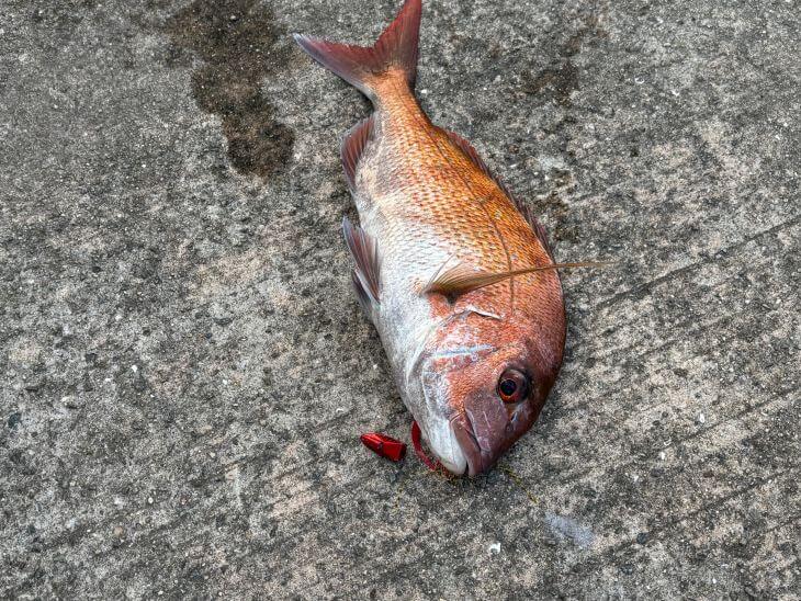真鯛
