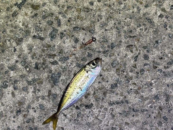 豆アジ