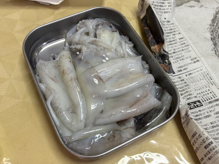 アオリイカ