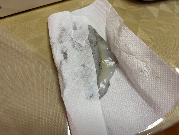 アオリイカ