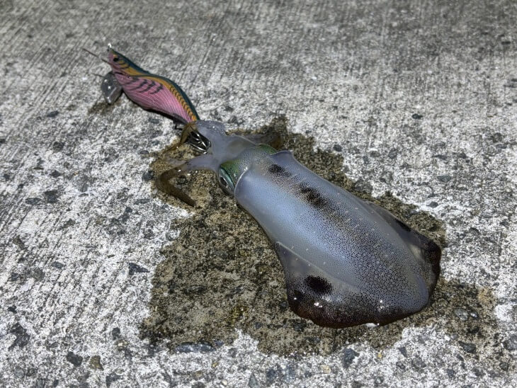 アオリイカ