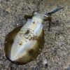 アオリイカ