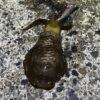 アオリ
