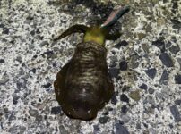アオリ