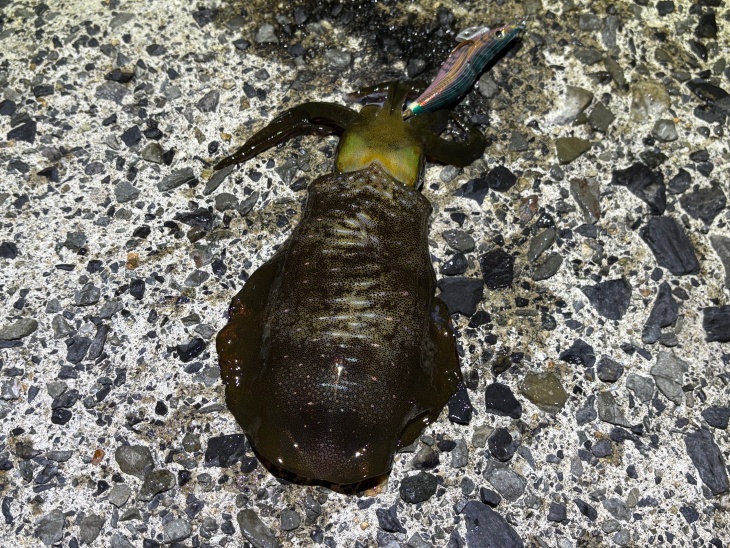 アオリイカ