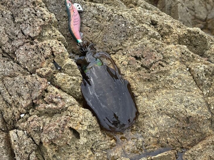 アオリイカ