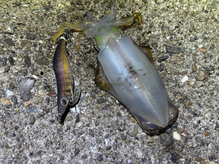 アオリ
