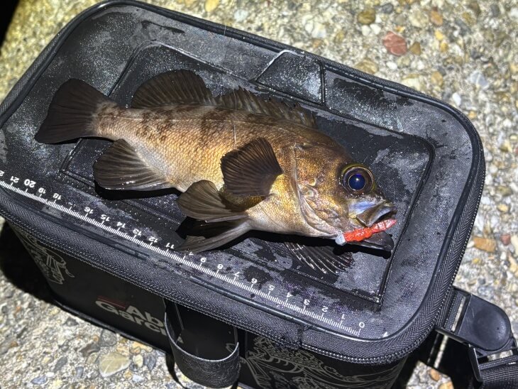 メバルボックス