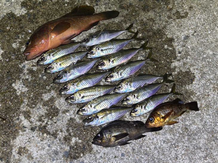 アジ