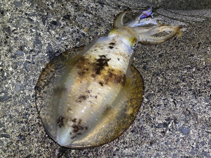 アオリイカ