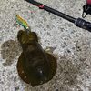 アオリイカ