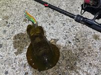 アオリイカ