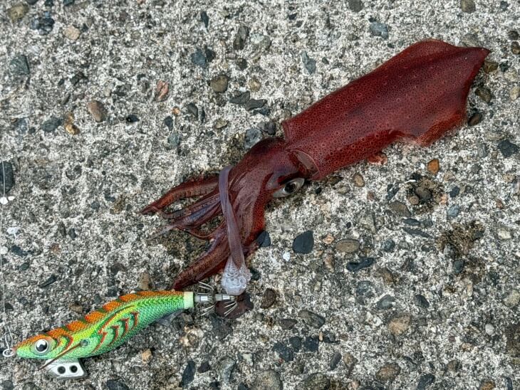 ケンサキイカ